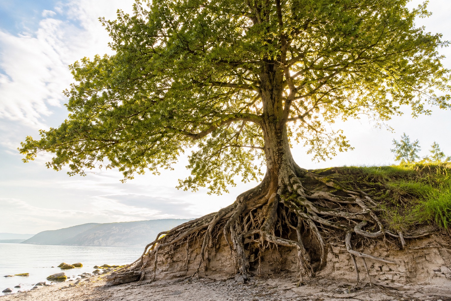 Tree with roots